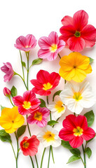 Fototapeta premium Set with different beautiful primula (primrose) flowers on white background, banner design. Spring blossom, collage style. isolated with white shades