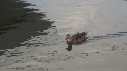 Two ducks swimming in water