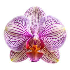 orchid isolated on white background