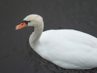 White Swan swimming in water
