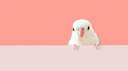 Cute parrot on a pink background