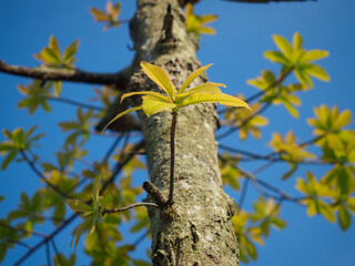Trees sprout new leaves in summer.