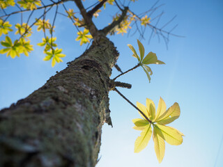 Trees sprout new leaves in summer.