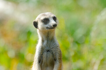 A meerkat surveys the area