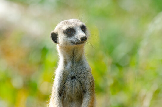 A meerkat surveys the area