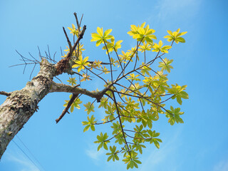 Trees sprout new leaves in summer.