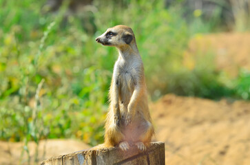 A meerkat surveys the area