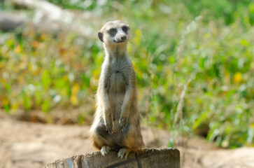 A meerkat surveys the area