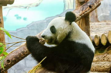 Giant panda bear eats bamboo 