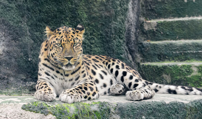 Leopard in the zoo