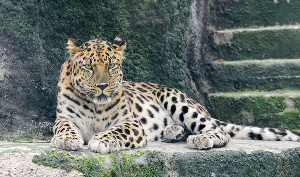 Leopard in the zoo
