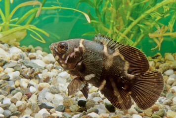 Fototapeta premium Astronotus crassipinnis
