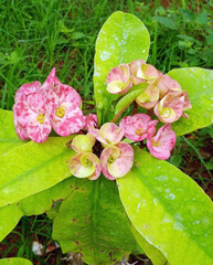 A close-up of pink and yellow Euphorbia milii (Crown of Thorns) flowers with fresh green leaves in...