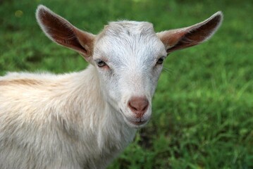 White lamb portrait Close up of the face