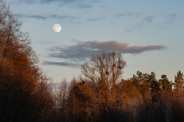 a ball of the moon hangs in the sunset sky above bare winter branches