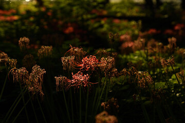 旬が過ぎかけの曼殊沙華
