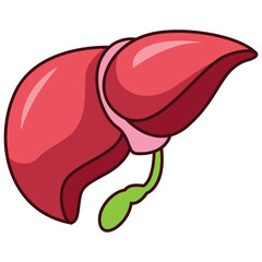 Human liver and gallbladder organ isolated on white background