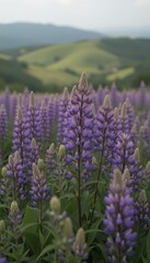 Vast field of purple lupine flowers stretching across rolling hills with distant mountains creating a breathtaking and serene landscape
