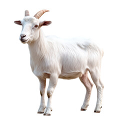 Adorable White Goat Standing Isolated on transparent background Farm Animal Photography Domestic Goat Pet Goat Cute Fluffy Goat Animal Portrait High        