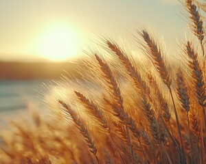 Wheat Field Swaying in Warm Golden Sunlight with Serene Countryside Backdrop