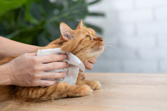 Close up Wet wipes for cleaning pets, Dry bathing to prevent cats from getting sick, Hand women hold wet wipes for cleaning ginger cats, Healthcare for animals,Taking care your beloved cat by yourself