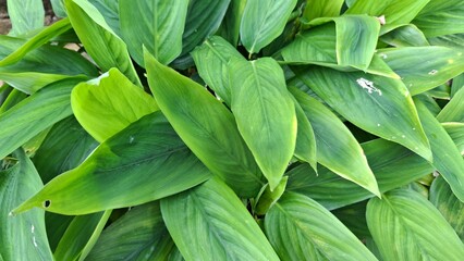 Green leaves Of Garden