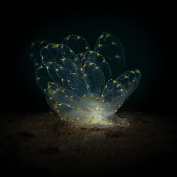 Elegant Butterfly Slug (Cyerce elegans). Underwater macro photography from Romblon, Philippines
