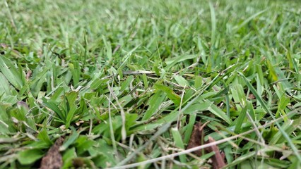 grass