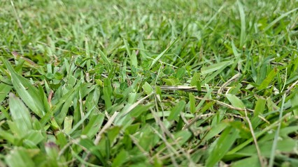 Grass Background