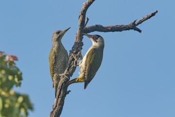 Portrait of two beautiful european green woodpeckers. Picus viridis. Green woodpecker in the nature habitat
