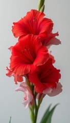 Vibrant red amaryllis flowers in full bloom with a white backdrop highlighting their bold and striking appearance