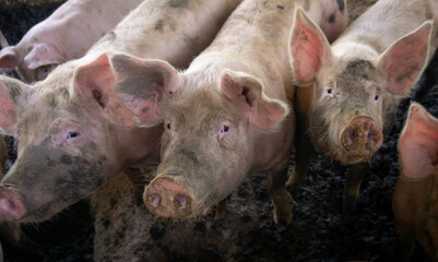 Group of an adorable breeder pig with a dirty about. A young, large domestic pig in a pigsty animal at an indoor animal farm.