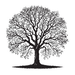 Majestic Hickory Tree silhouette with strong branches and detailed leaves - Hickory Tree silhouette - Hickory Tree vector - Hickory Tree illustration - Hickory silhouette - Hickory vector
