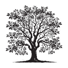 Hickory Tree silhouette with deep-rooted strength and lush foliage - Hickory Tree silhouette - Hickory Tree vector - Hickory Tree illustration - Hickory silhouette - Hickory vector
