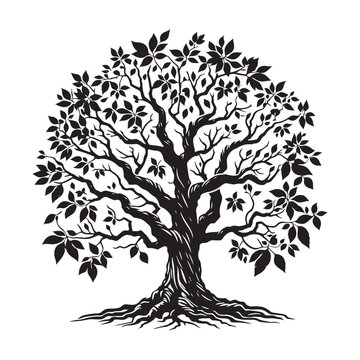 Hickory Tree silhouette with a natural, elegant design for outdoor themes - Hickory Tree silhouette - Hickory Tree vector - Hickory Tree illustration - Hickory silhouette - Hickory vector
