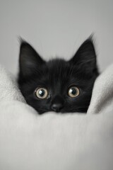  a small black kitten peeking out from behind a white blanket