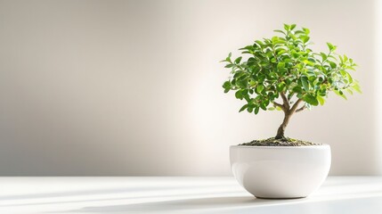 A white ceramic pot with green leaves growing on it, on the right side of an empty background. 