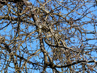 Branches of a cherry tree before blossoming