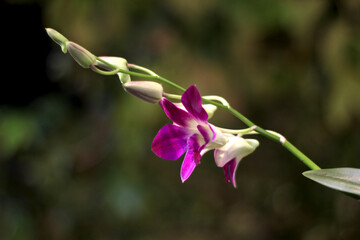 Anggrek Larat or Dendrobium Phalaenopsis