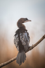 A cormorant perches on a dry tree branch, its dark feathers contrasting with the softly blurred natural background.