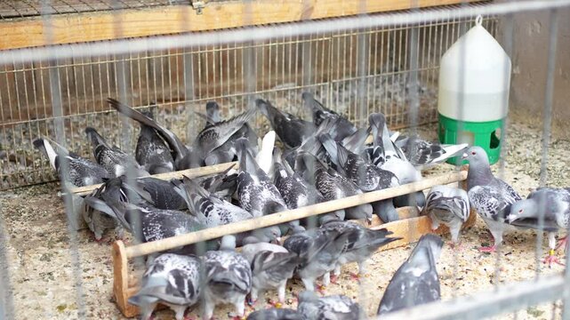 Rock Pigeons (Columba livia domestica) seen from outside between the orange bars of a wooden loft as they eat at two feeders and a drinking trough is observed.