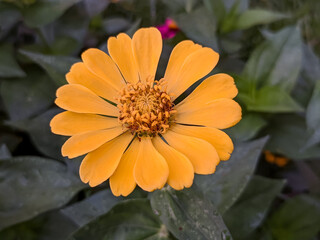 A close-up shot of a orange flower with a yellow center, surrounded by green leaves. The flower is the main focus of the image, and it appears to be a zinnia or a similar type of flower.