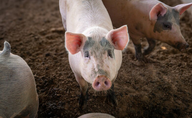 Close-up portrait of an adorable breeder pig with a dirty about. A young, large domestic pig in a pigsty animal at an indoor animal farm.