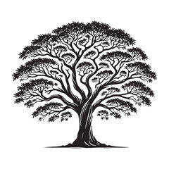 Mahogany Tree silhouette with a graceful trunk and full leaves - Mahogany Tree silhouette - Mahogany Tree vector - Mahogany Tree illustration - Mahogany silhouette - Mahogany vector
