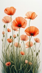 Fototapeta premium Vibrant field of orange poppies with delicate petals and slender stems
