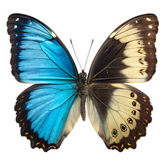 Obraz premium Gynandromorph butterfly in isolated white background