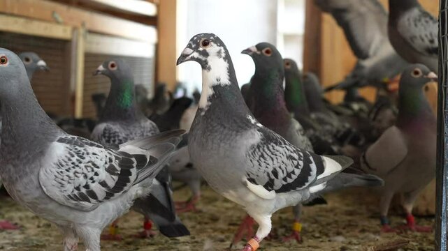 Rock Pigeons (Columba livia domestica) in the foreground inside a wooden loft in Argentina.