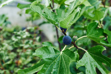 Lush fig tree with vibrant green leaves and ripe fruit growing in a beautiful garden setting