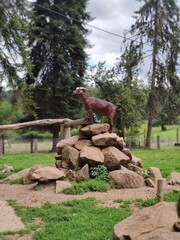 wild brown goat