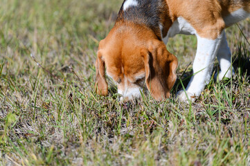 A tricolor beagle with white, brown, and black fur sniffs the grass.